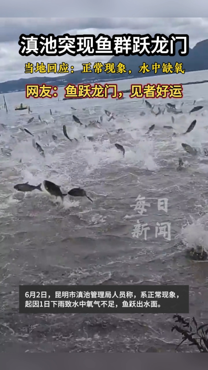 昆明滇池现鱼群跃龙门！当地回应：正常现象，水中缺氧