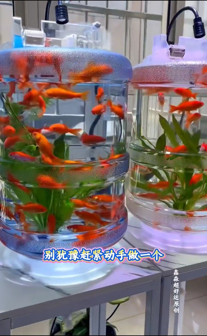 矿泉水桶改造鱼缸，不得不说还是挺好看的