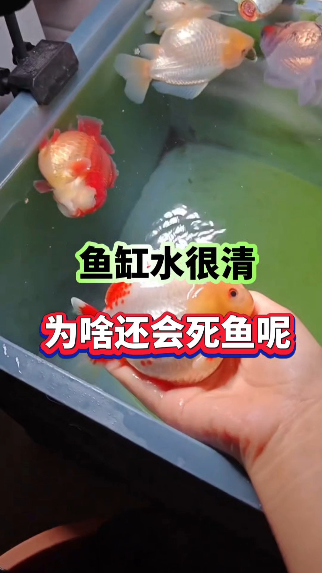 鱼缸水很清，为啥还会死鱼呢？#养鱼经验分享##新手养鱼人#