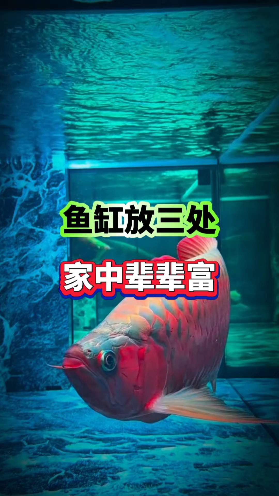 为什么说“鱼缸放三处,家中辈辈富”?#养鱼# #养鱼小妙招# #养鱼知识#