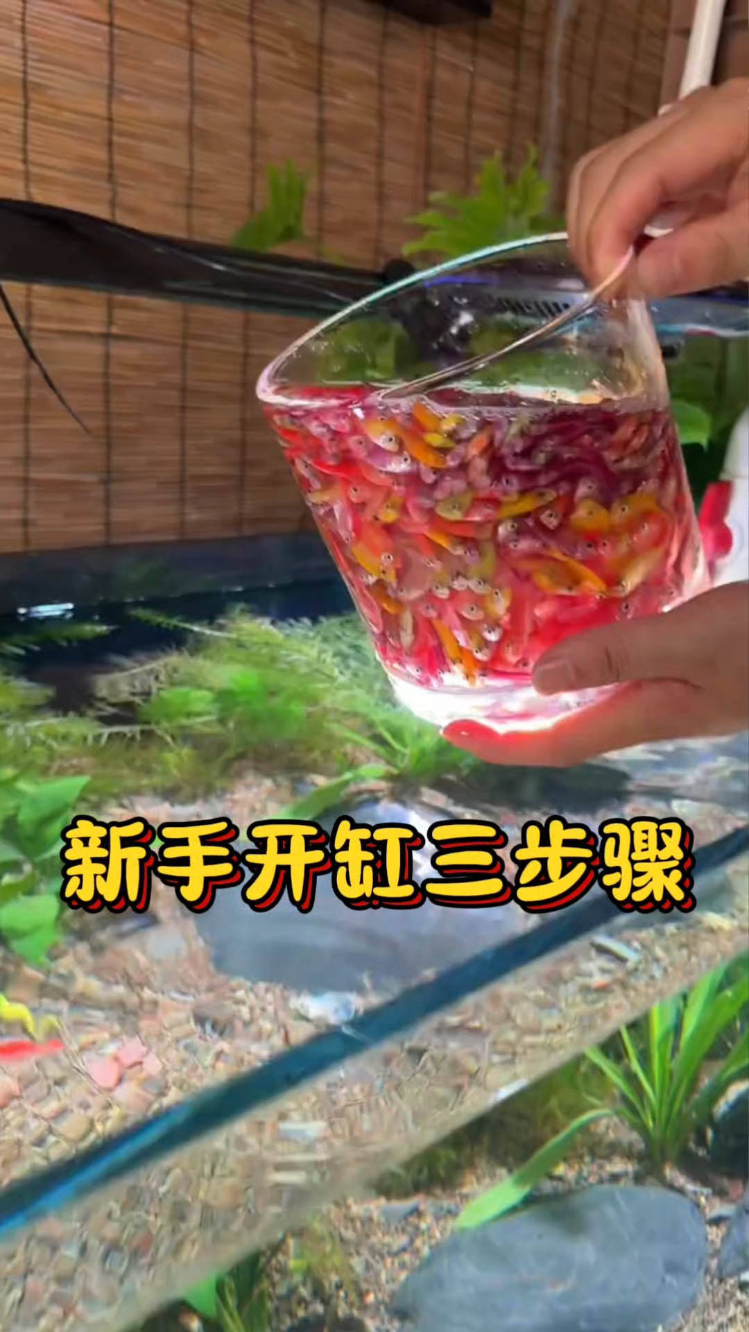 新手开缸三步骤#养鱼#养鱼小妙招# #养鱼新手必看# #养鱼养心#