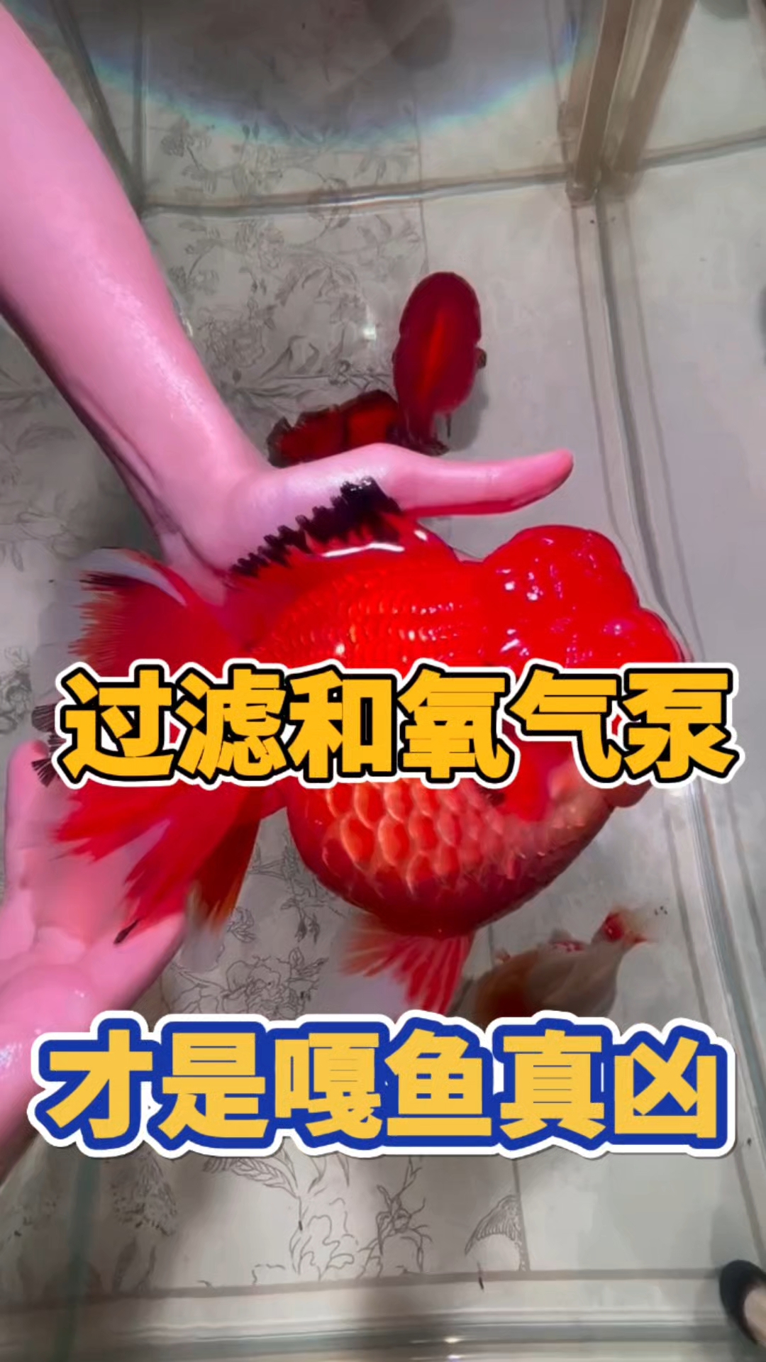 鱼缸里的过滤和氧气泵,才是嘎鱼真凶?#养鱼小妙招#
