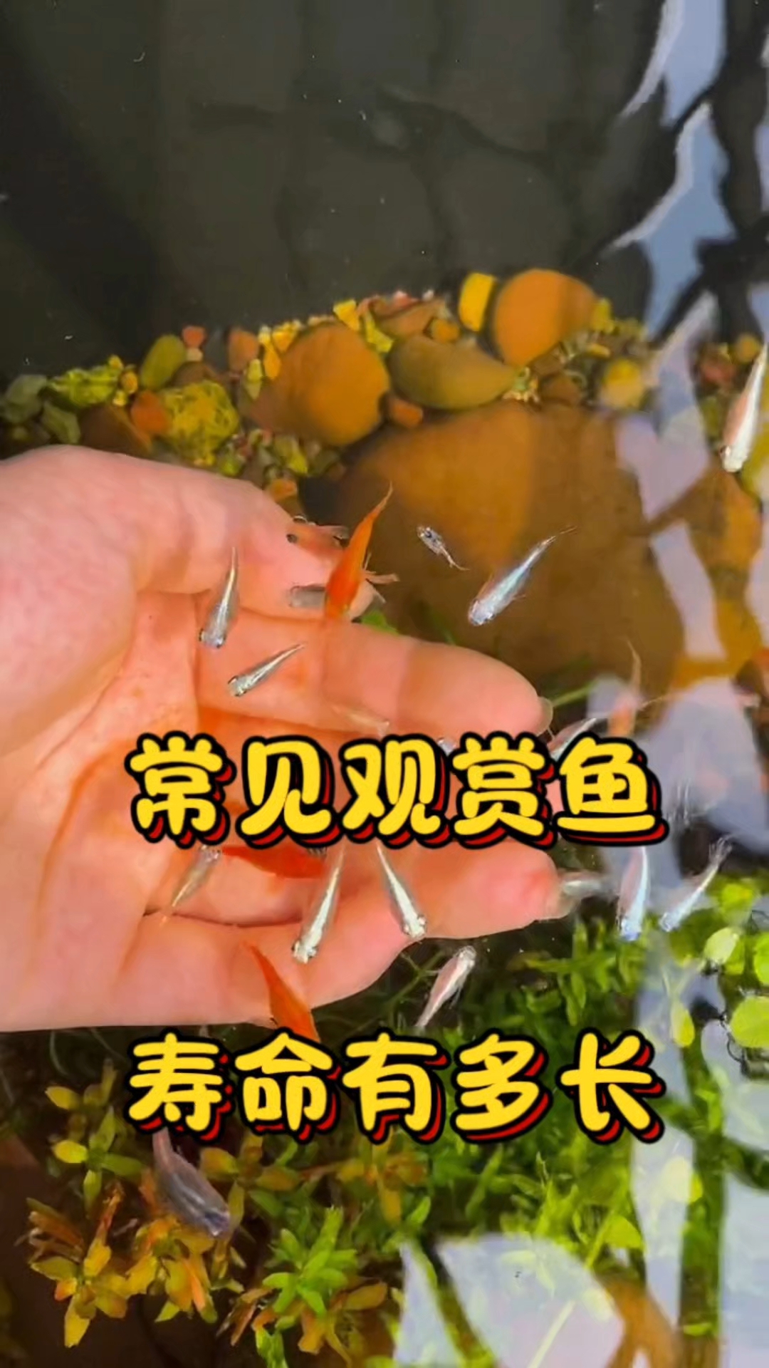 常见观赏鱼的寿命有多长?#养鱼小妙招# #养鱼经验分享#