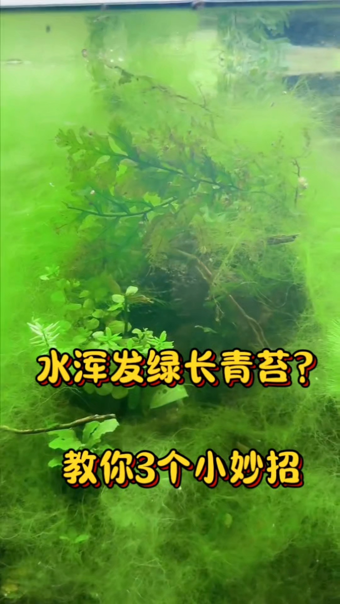 鱼缸水浑、发绿、长青苔怎么解决?#养鱼小妙招# #鱼缸清理#