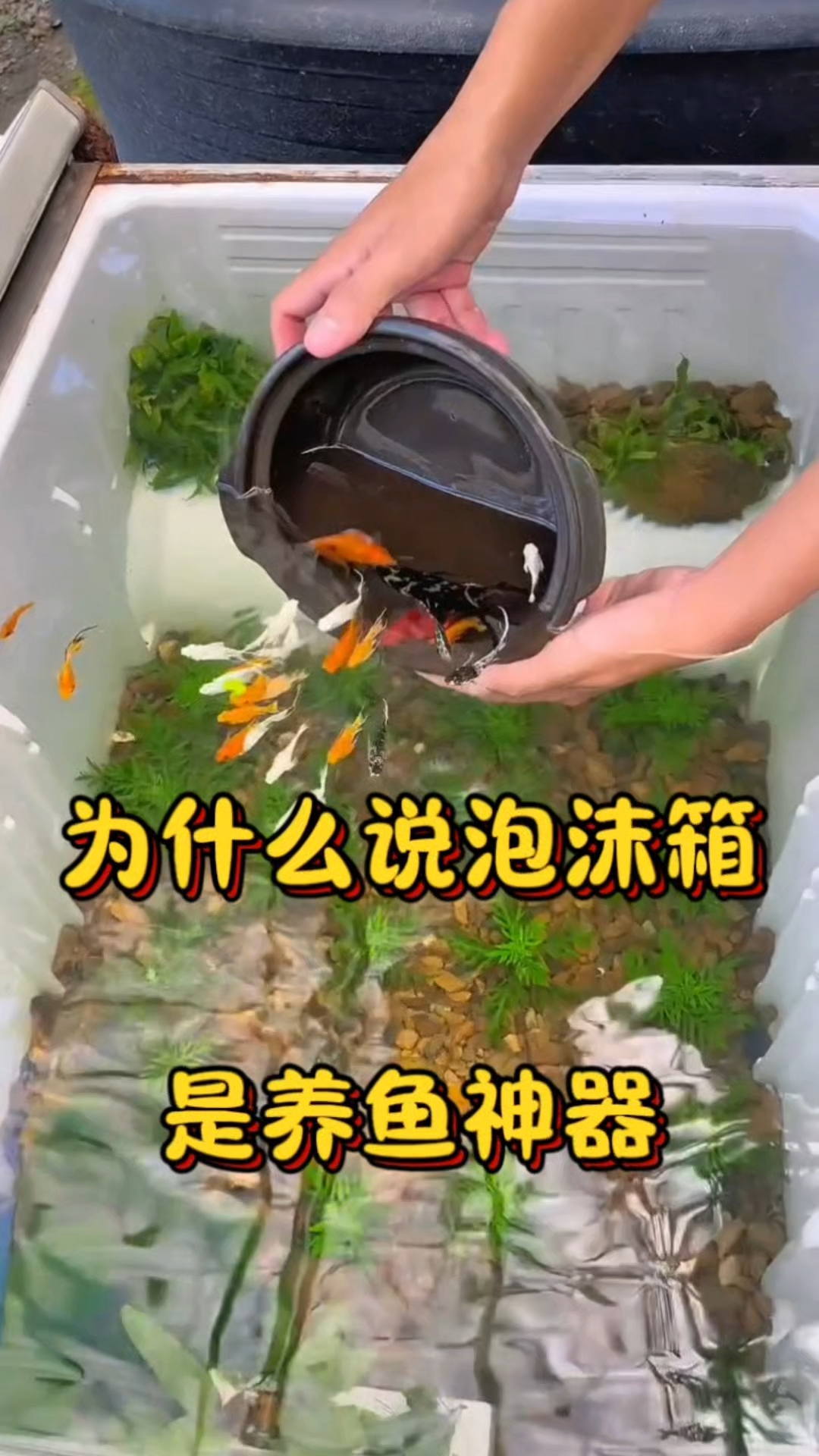 为什么说泡沫箱养鱼不会死鱼？#养鱼新手必看# #养鱼小妙招# #