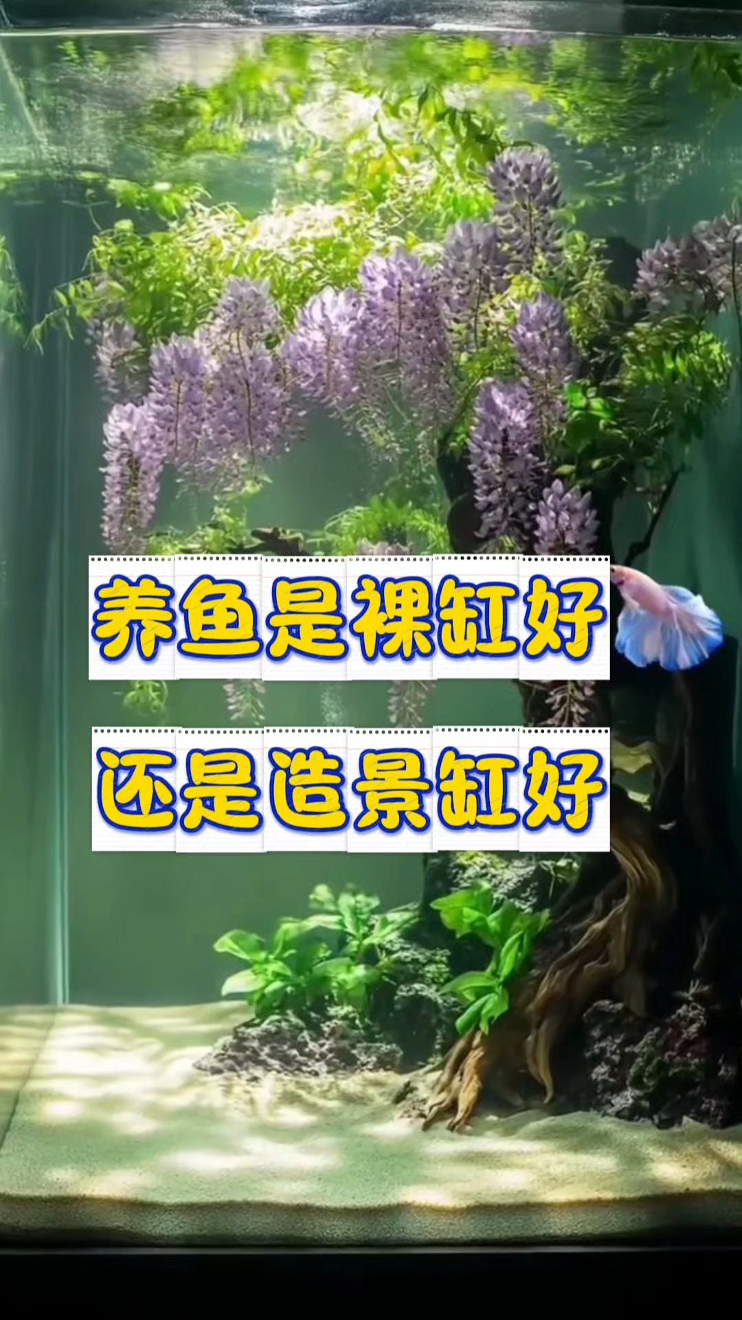 养鱼是裸缸好,还是造景缸好?看完你就懂了!#养鱼小妙招# #养鱼经验分享# #新手养鱼人#