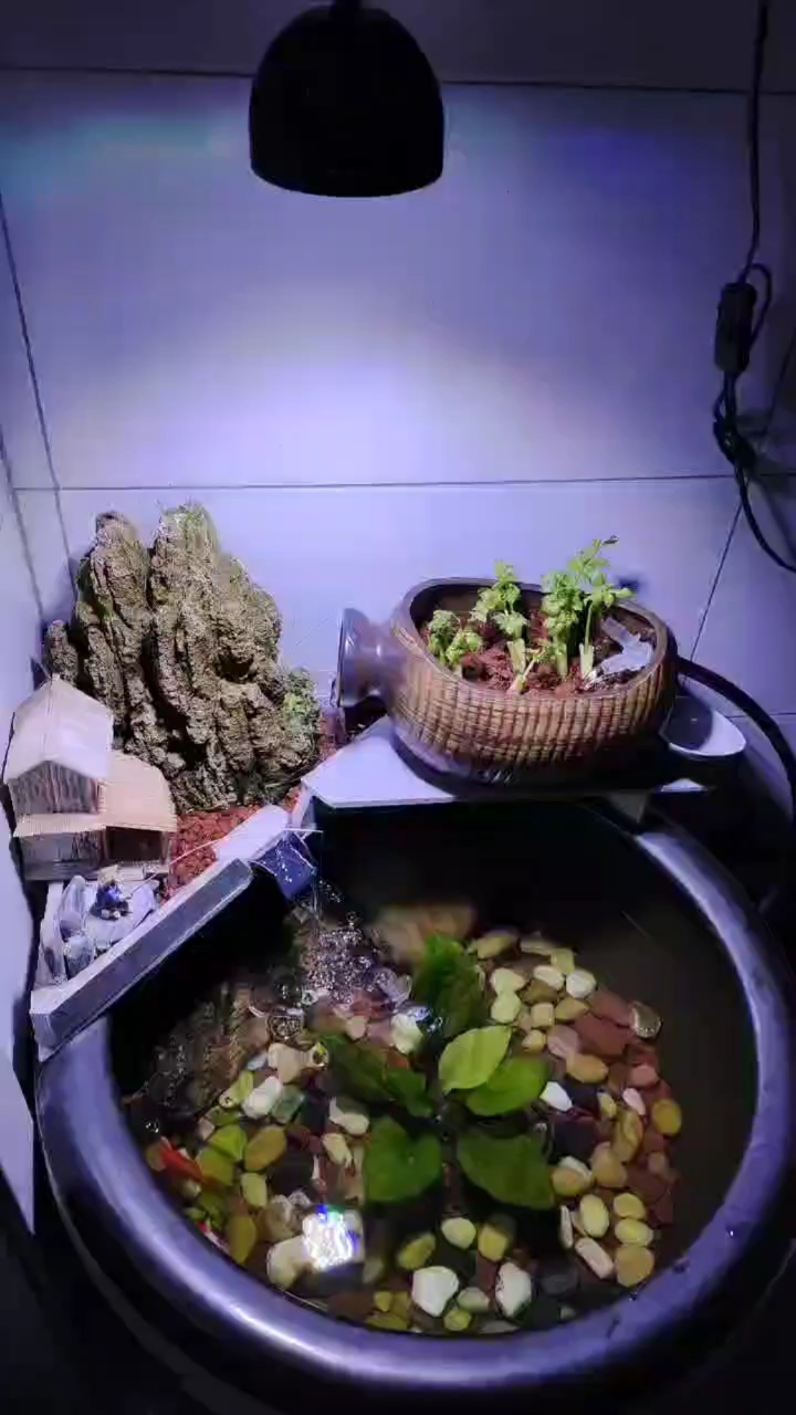 古法养鱼,生态缸制作,室内鱼缸造景