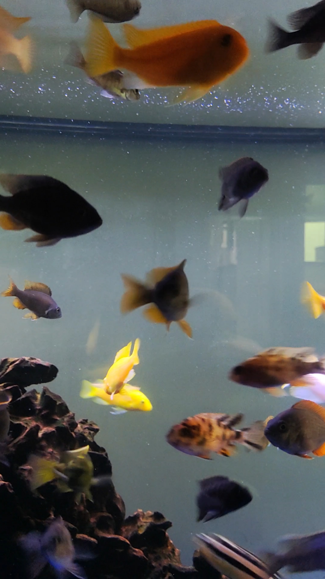 三湖瓷雕,和国产白票鱼混养