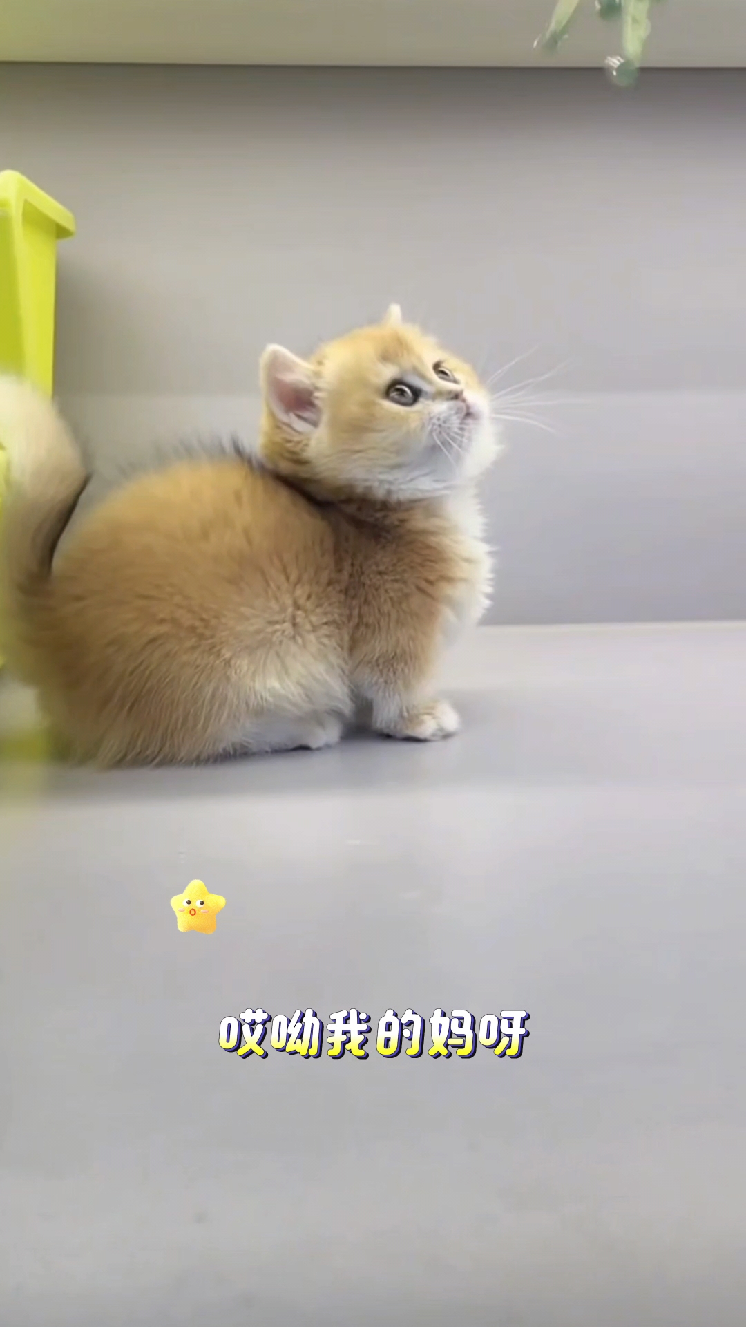 笑死!猫猫偷看主人洗澡 门缝露脸成表情包