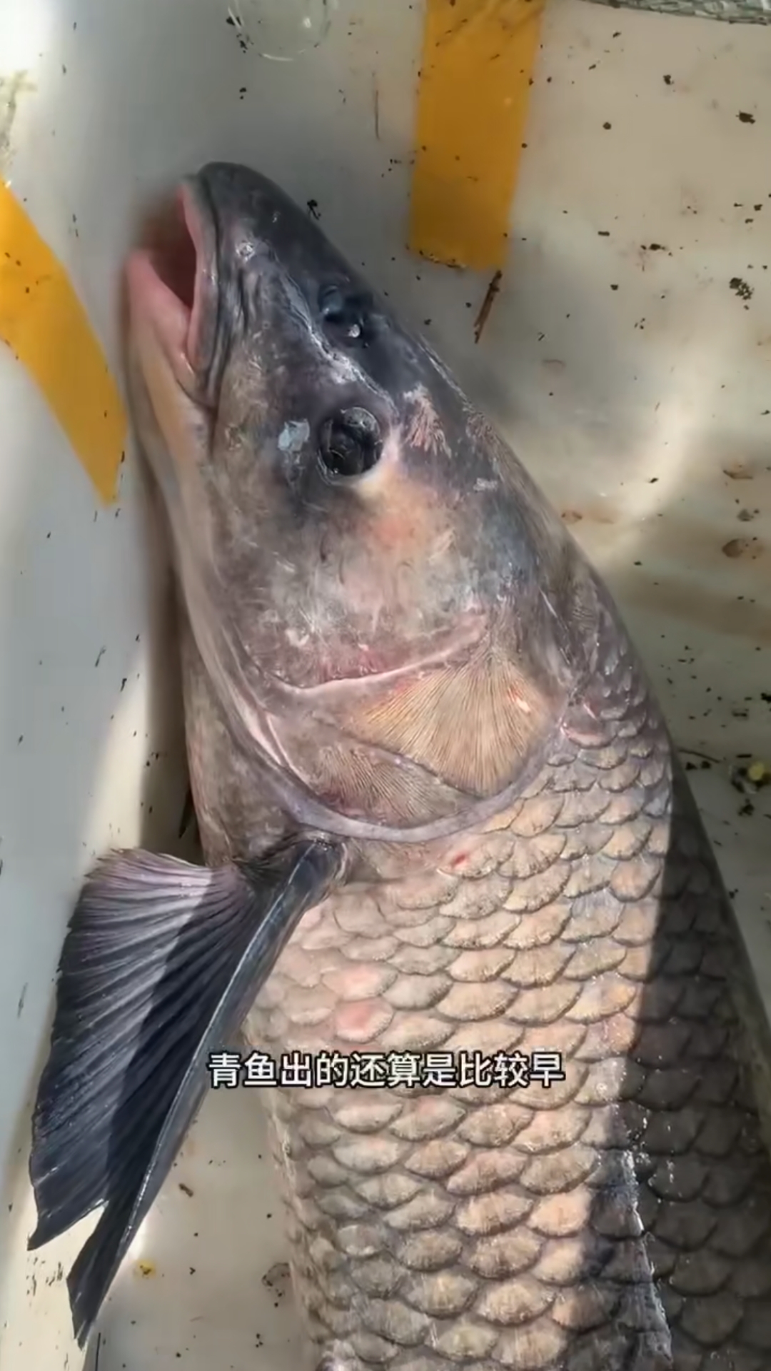 用千岛湖当地最原始的方式来判断青鱼是否进窝