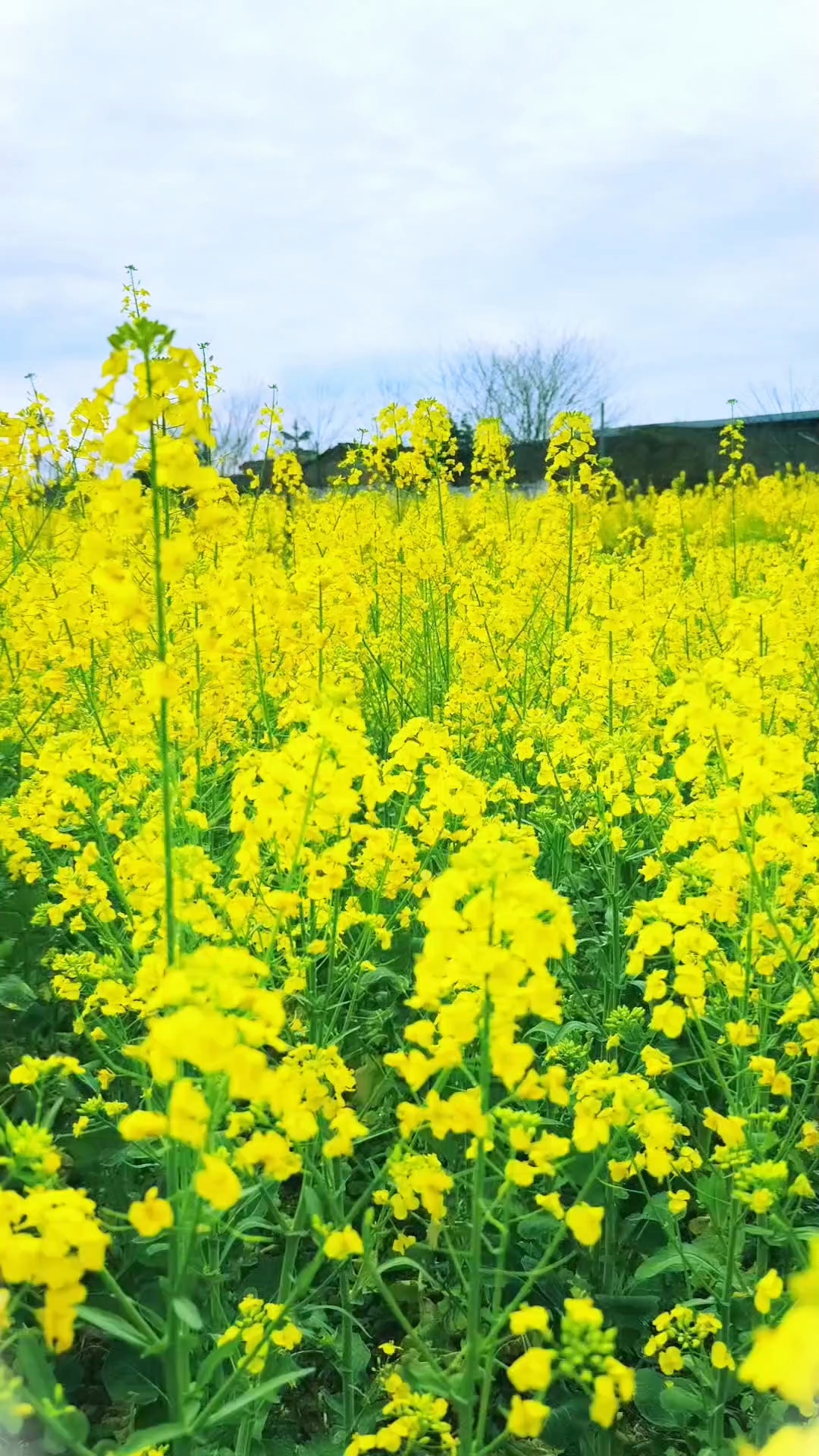 春天的油菜花