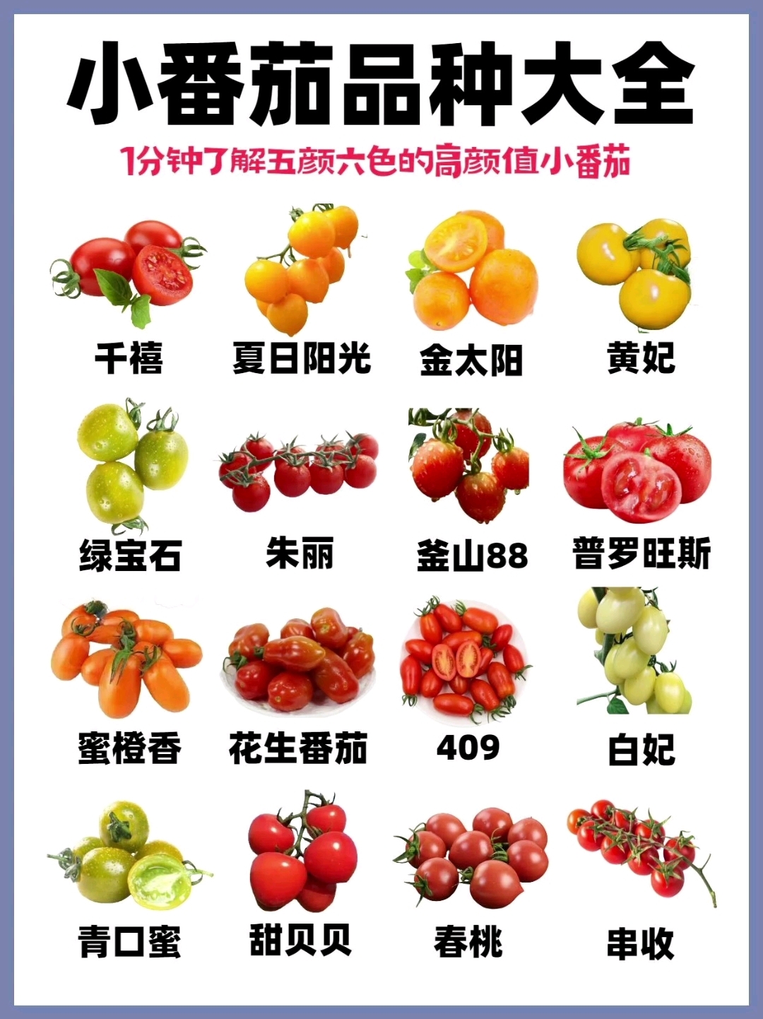 减肥期吃的小番茄品种大全及口感特点和储存方式。