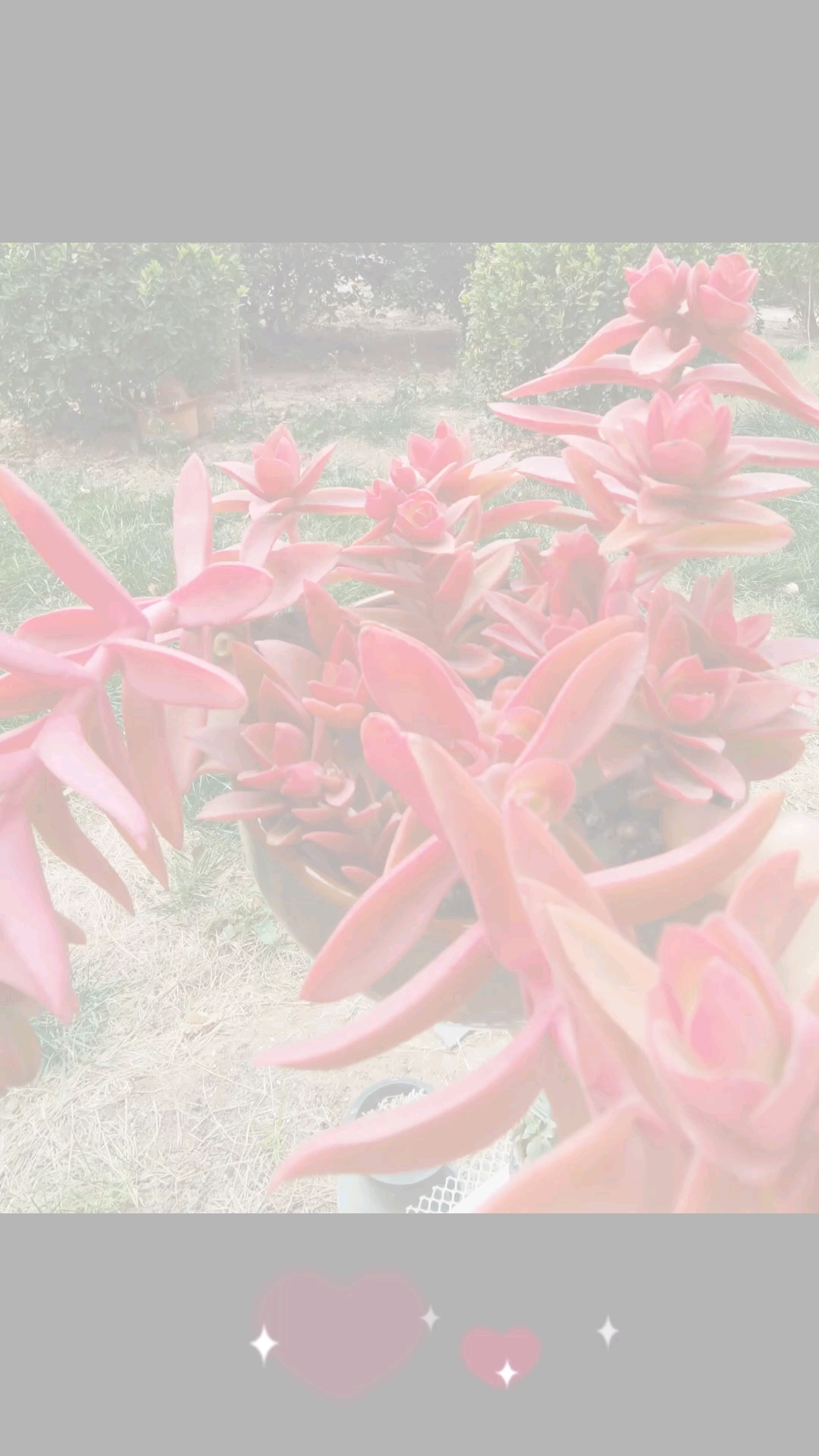 今天都是皮实好养的多肉,值得拥有