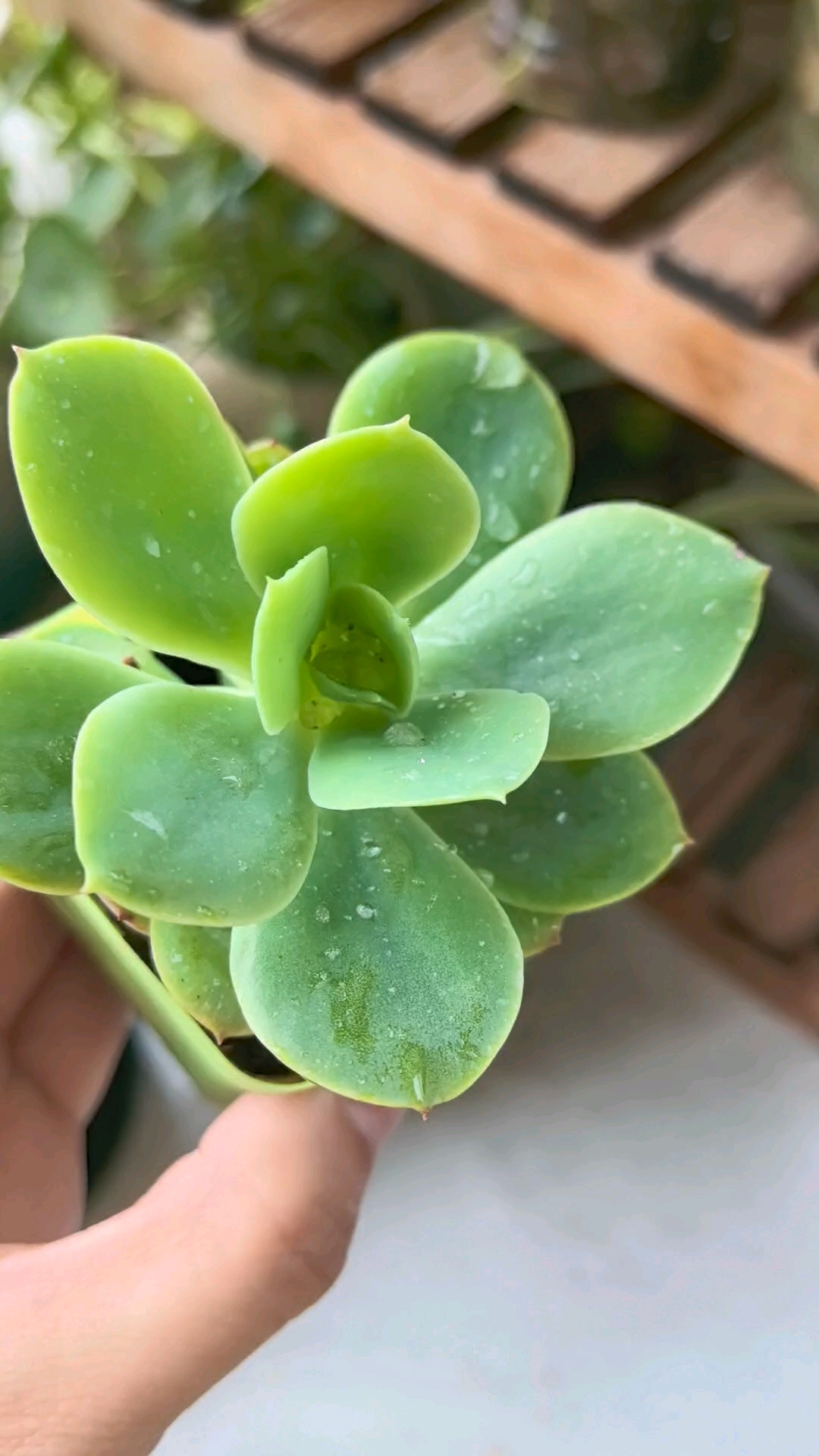 多肉碧桃的养护方法