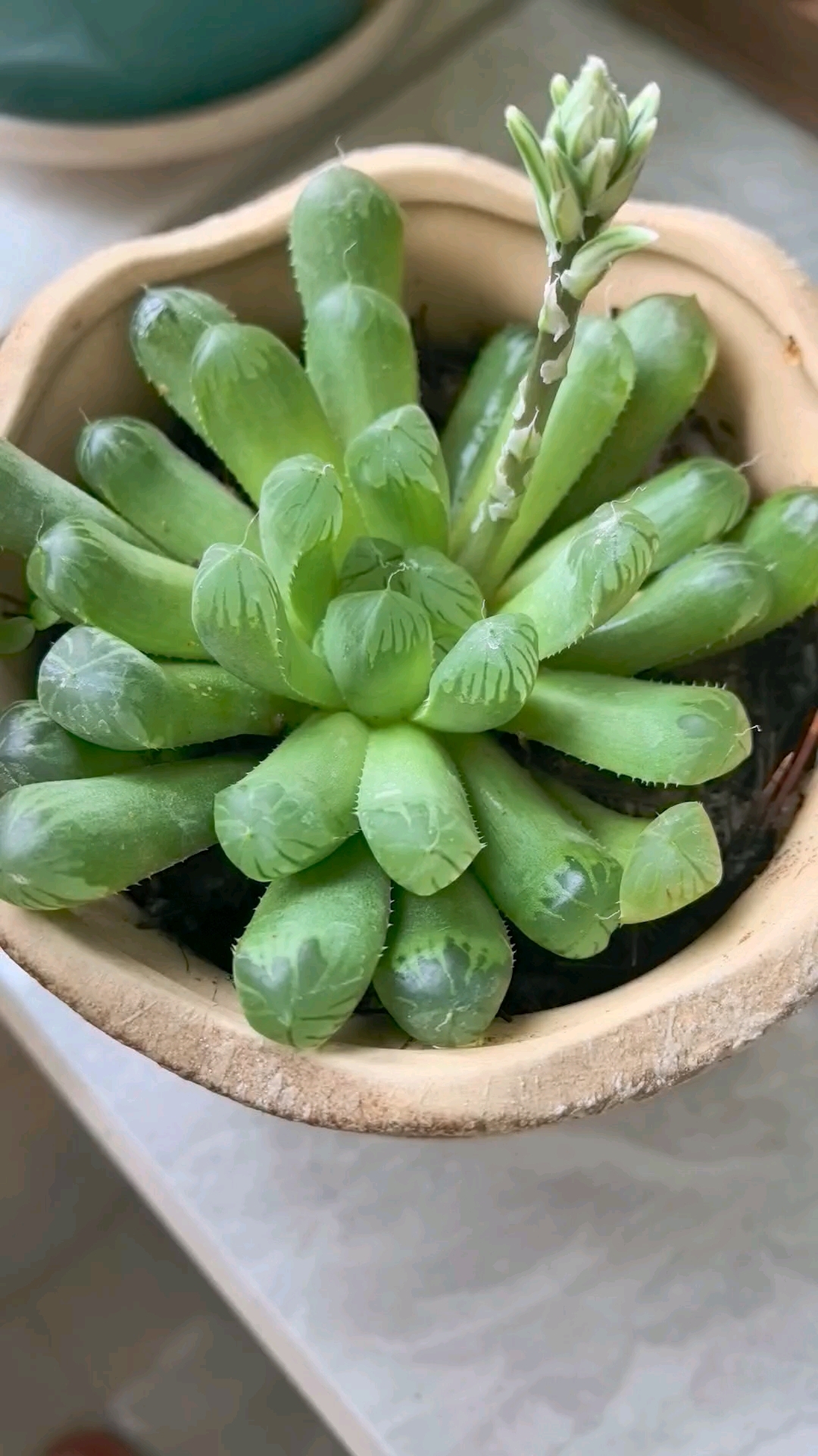 玉露开花后的修剪