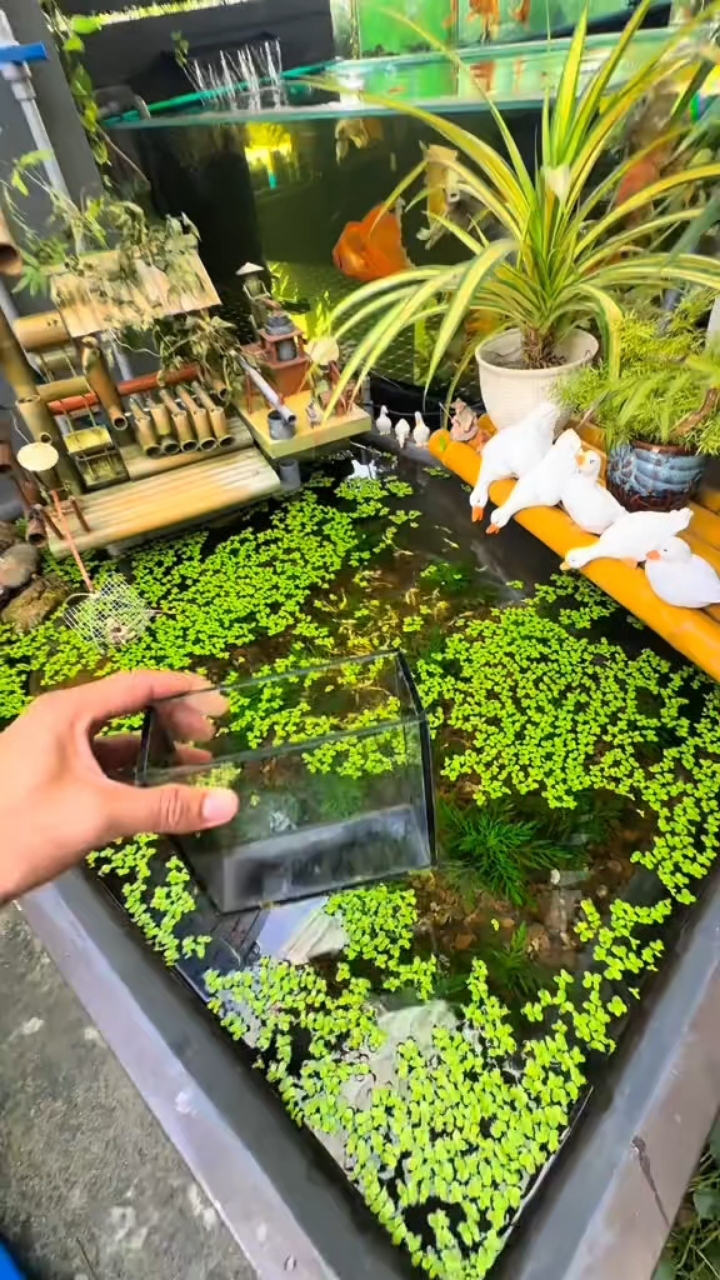 澄澈水底,鱼儿与梦共舞的唯美画卷