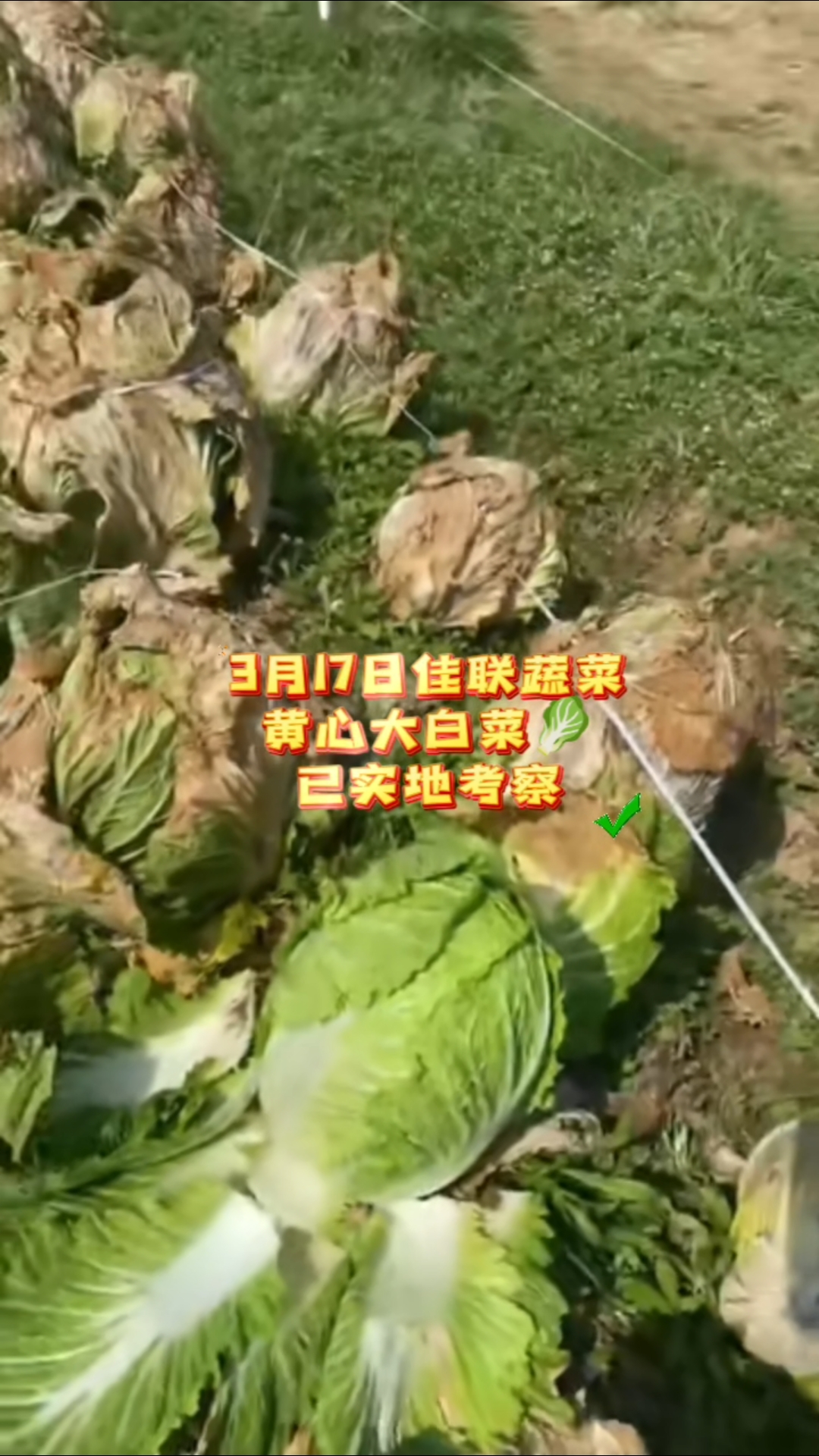 万颗黄心大白菜有货价格不高#蔬菜批发#蔬菜行情#助农扶农