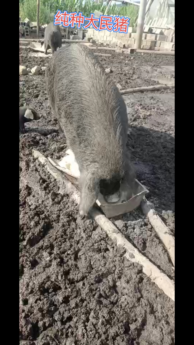 东北一古老猪种被忽视了,就是东北大民猪!营养价值白猪比不了的