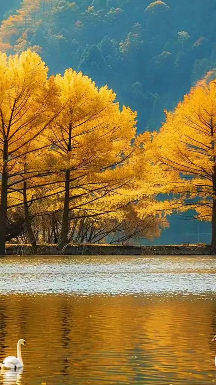 最美天鹅,天鹅湖美