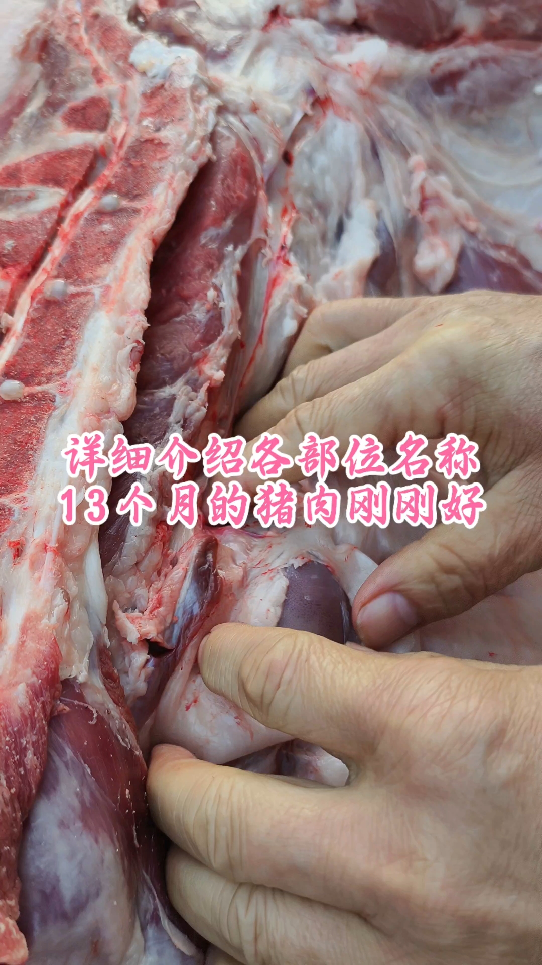 详细介绍各部位名称，13个月的猪肉刚刚好
