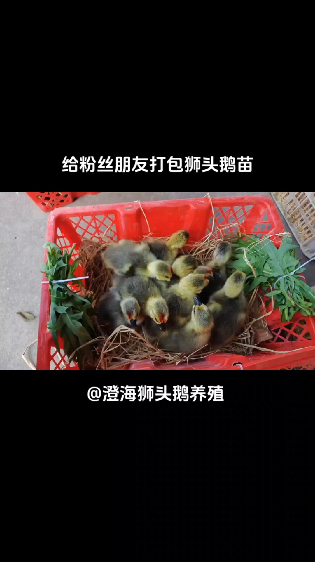 给粉丝朋友打包10只狮头鹅苗