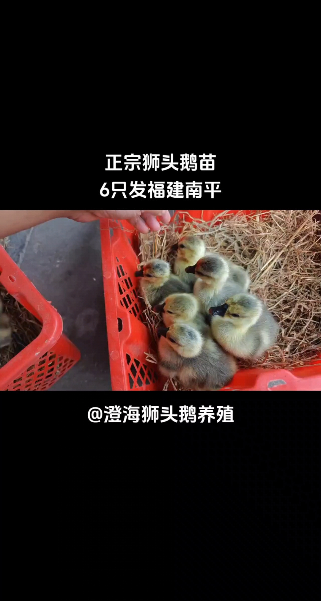 6只狮头鹅苗发福建南平