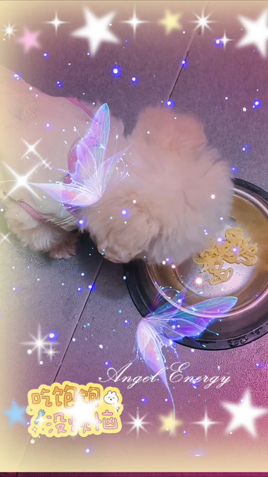 和我一起吃方便面#宠物##我家毛孩子超可爱#