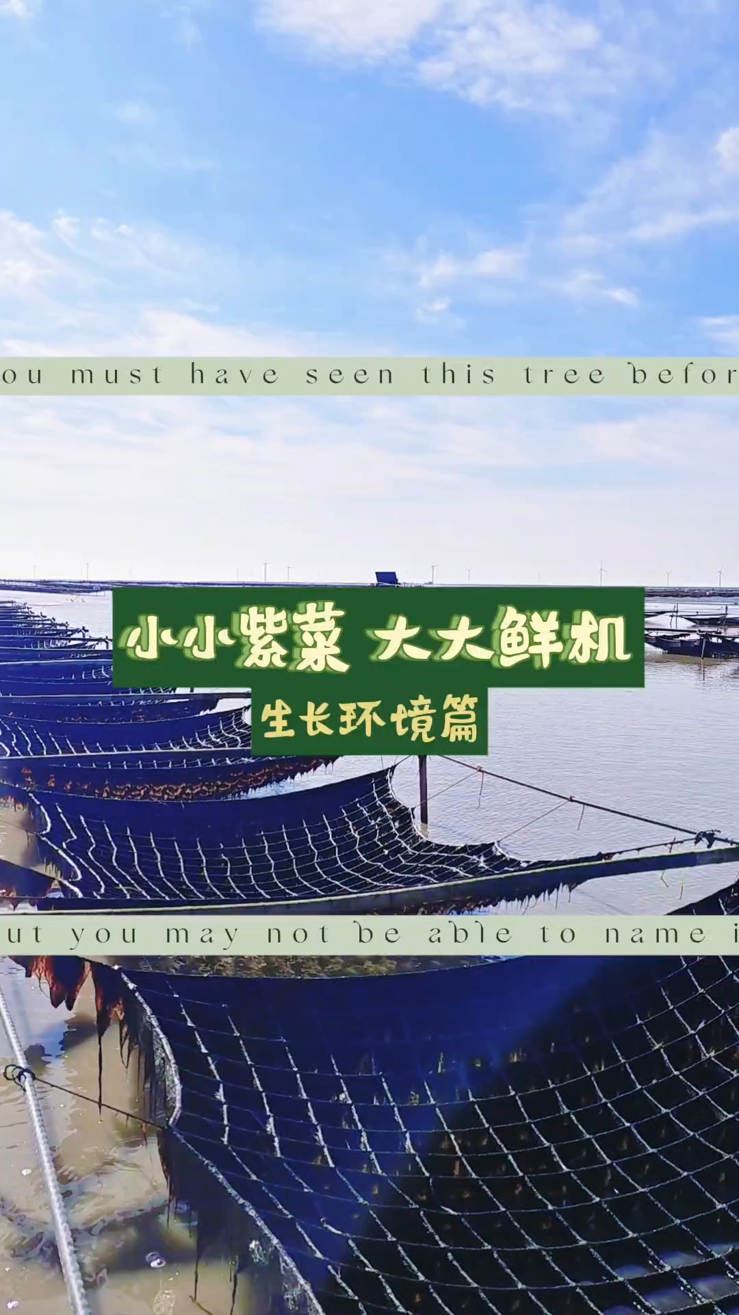 你知道吗?紫菜的生长环境极为讲究