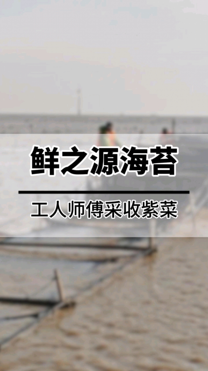 鲜之源有机紫菜养殖基地,采收紫菜