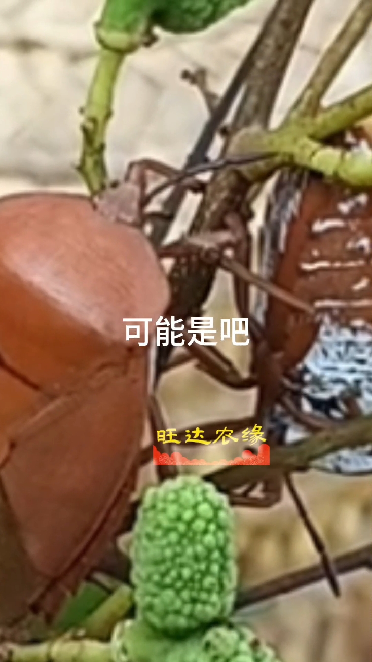 荔枝蝽蟓防治,笑话版