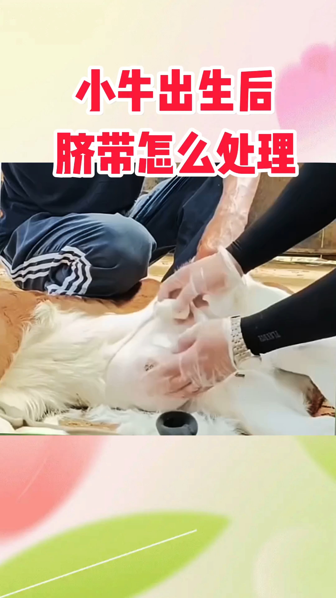 小牛出生后得了脐带炎怎么处理