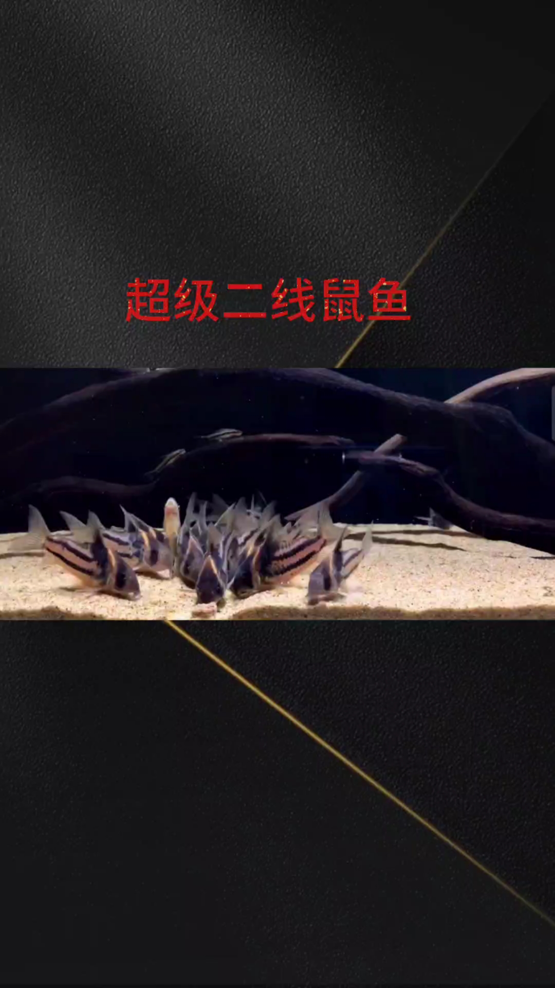 超级二线鼠鱼#南美鱼