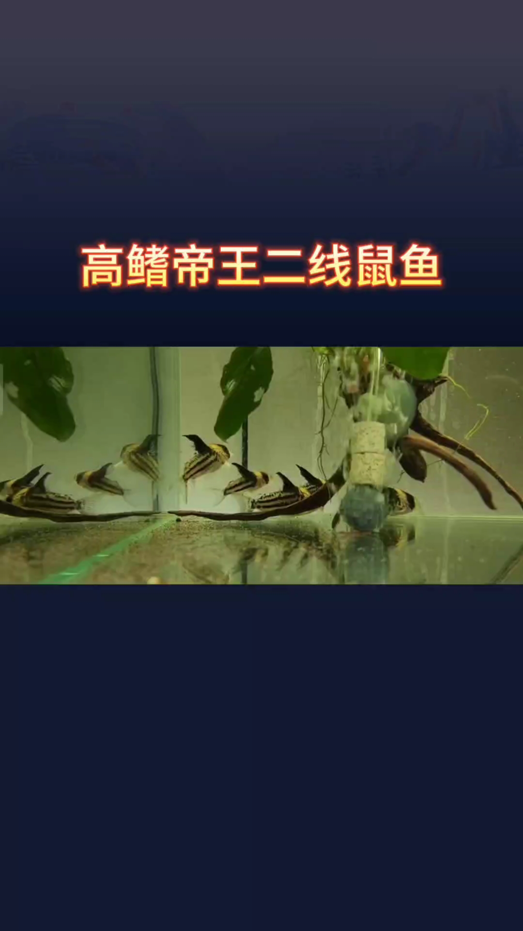 帝王二线鼠鱼#D2