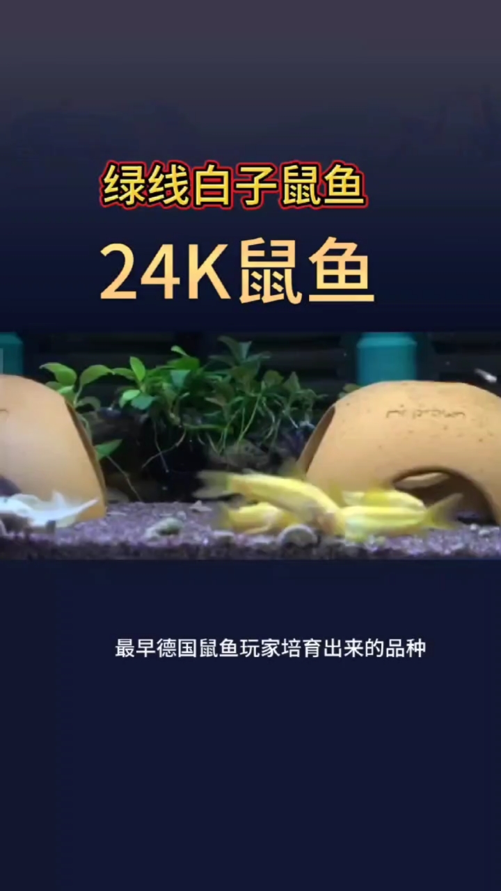 绿线白子鼠鱼#南美鱼