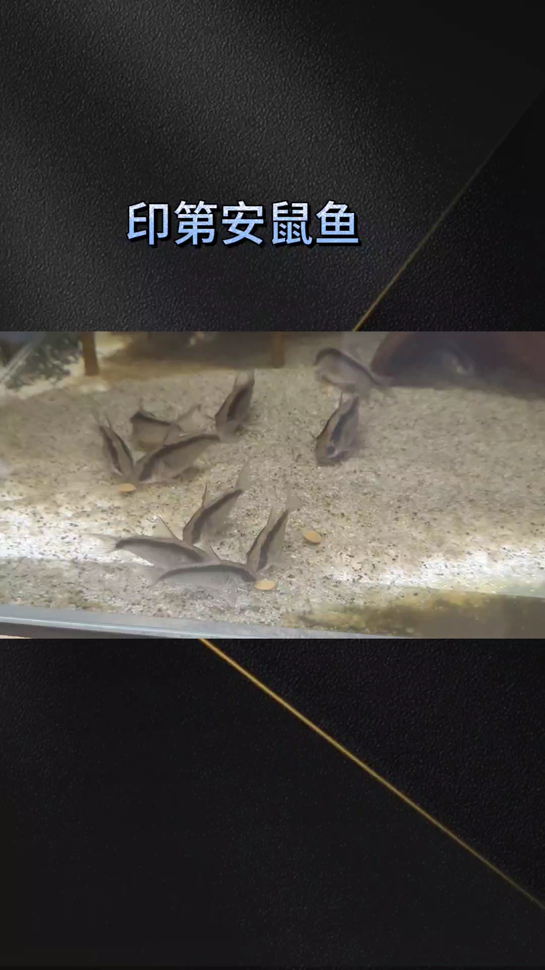 印第安鼠鱼#南美鱼