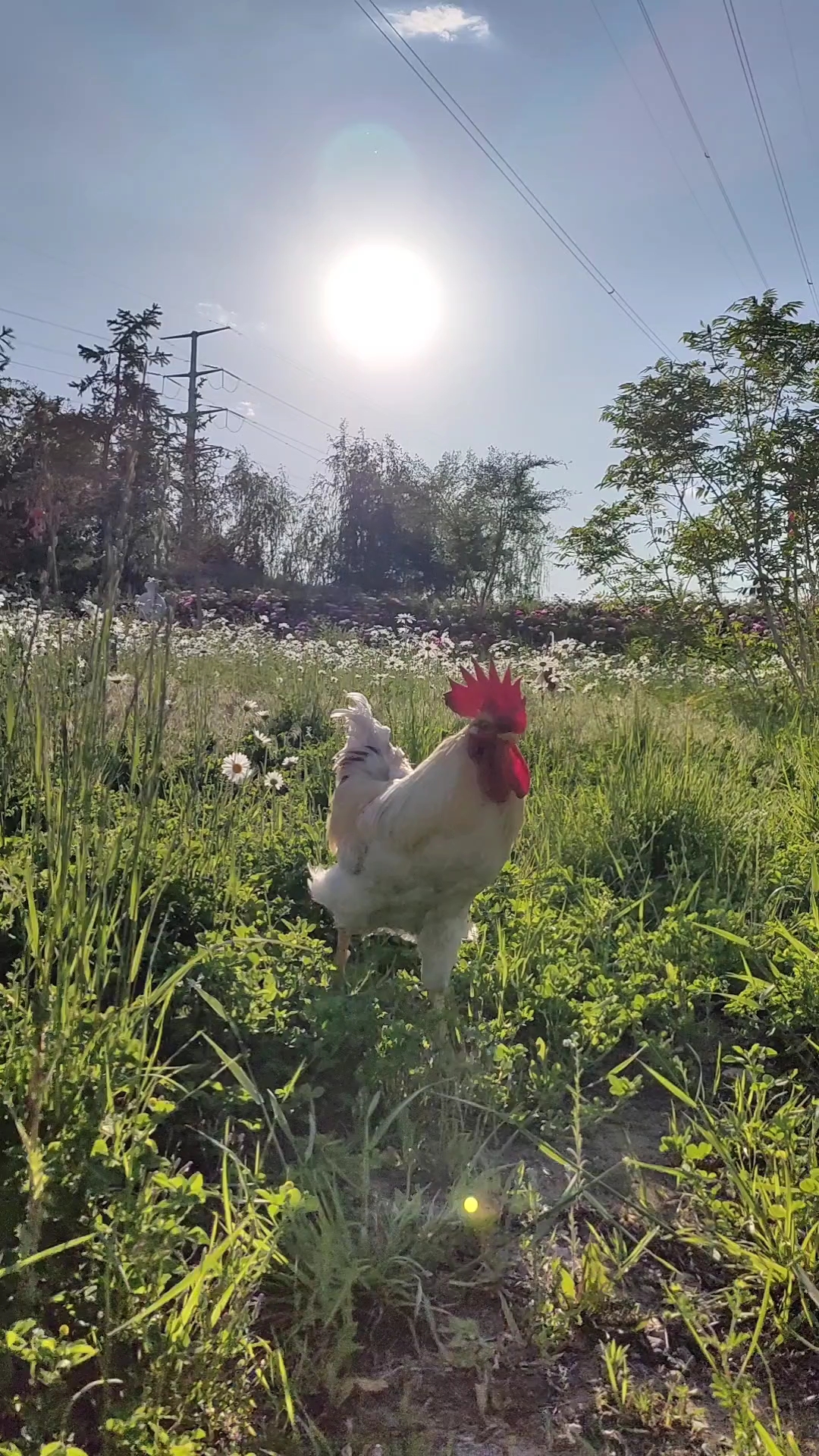 花丛中的大公鸡儿更可爱!