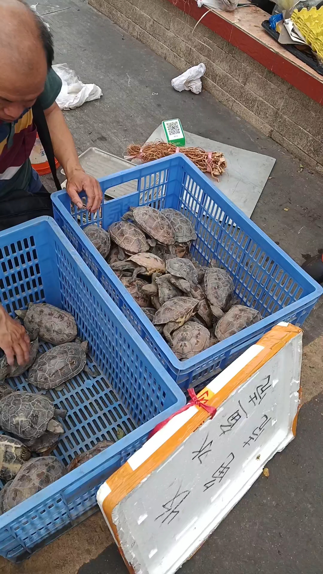 佛山:卖草龟的老板来了,25元两个龟肉煲汤