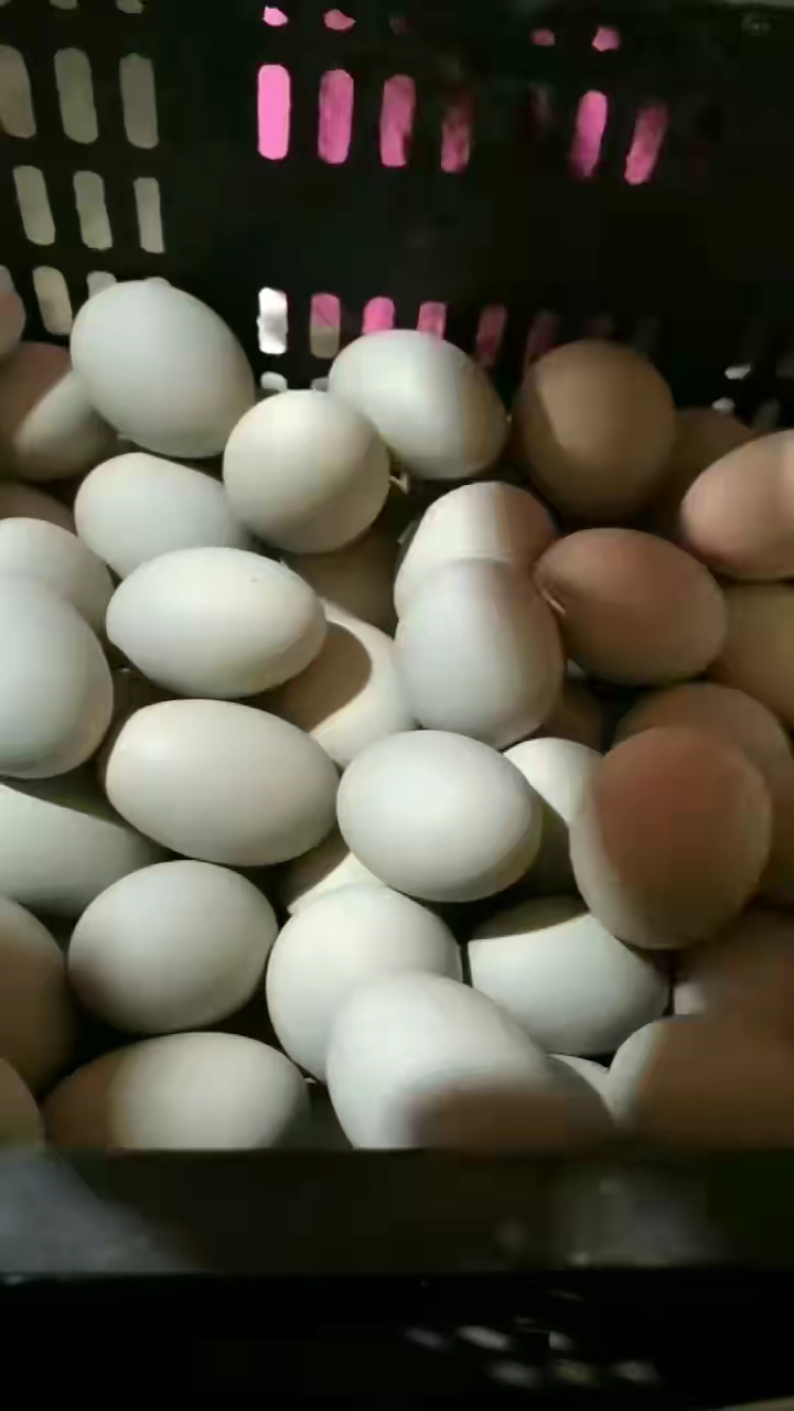 白洋淀的生态咸鸭蛋其实就是麻鸭蛋,散养的,口感好