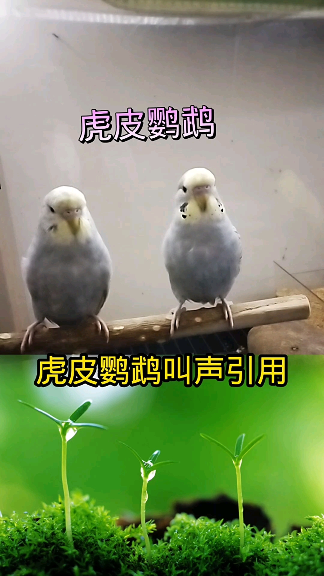  #虎皮鹦鹉 虎皮鹦鹉 如果你的小虎皮不会叫 你试试这个叫声