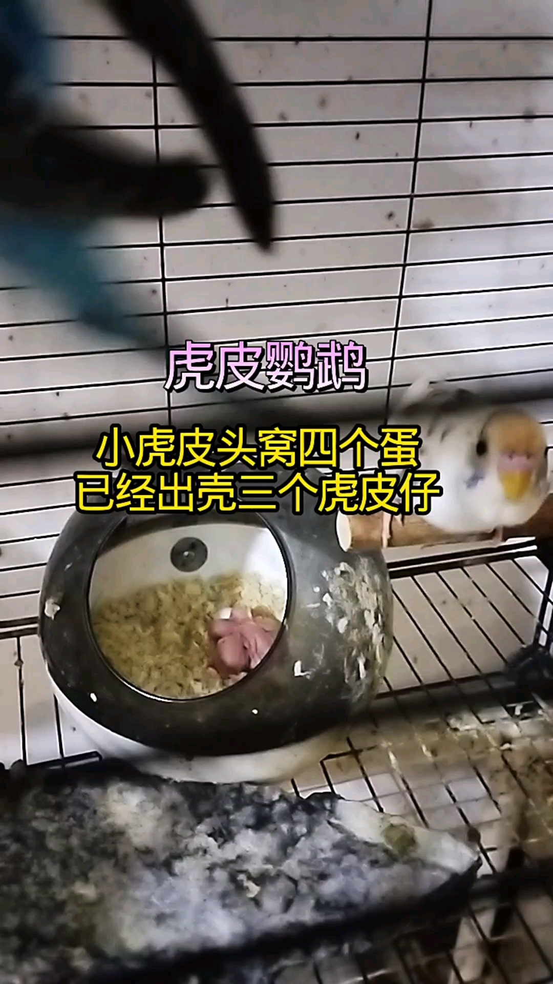 #萌宠  #虎皮鹦鹉 小虎皮头窝四个蛋 已经出壳三个虎皮仔