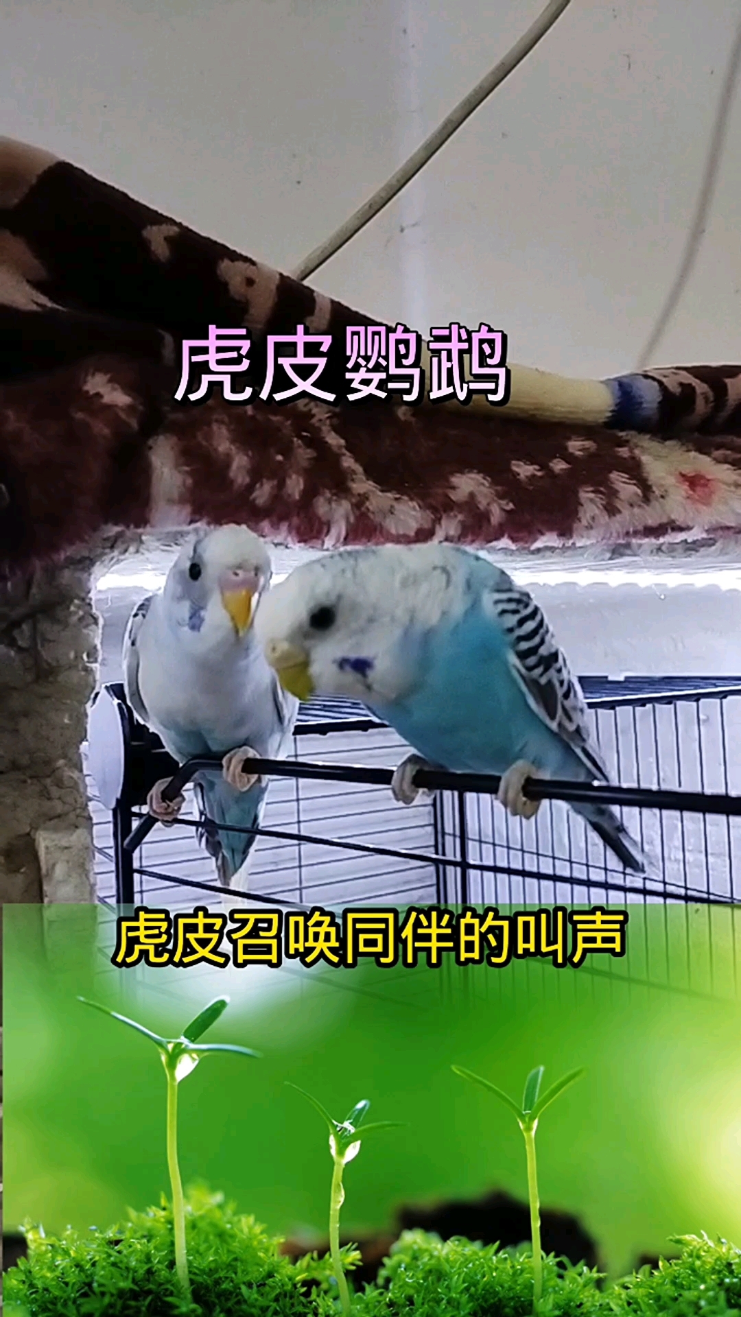#萌宠 #虎皮鹦鹉 虎皮召唤同伴叫声 能把你们家的鸟叫过来