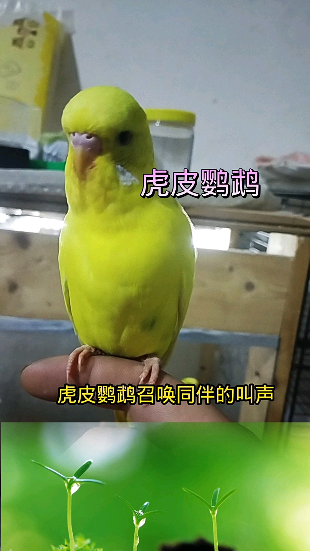 #萌宠 #虎皮鹦鹉 试一下这叫声 能把你们家的鸟叫过来