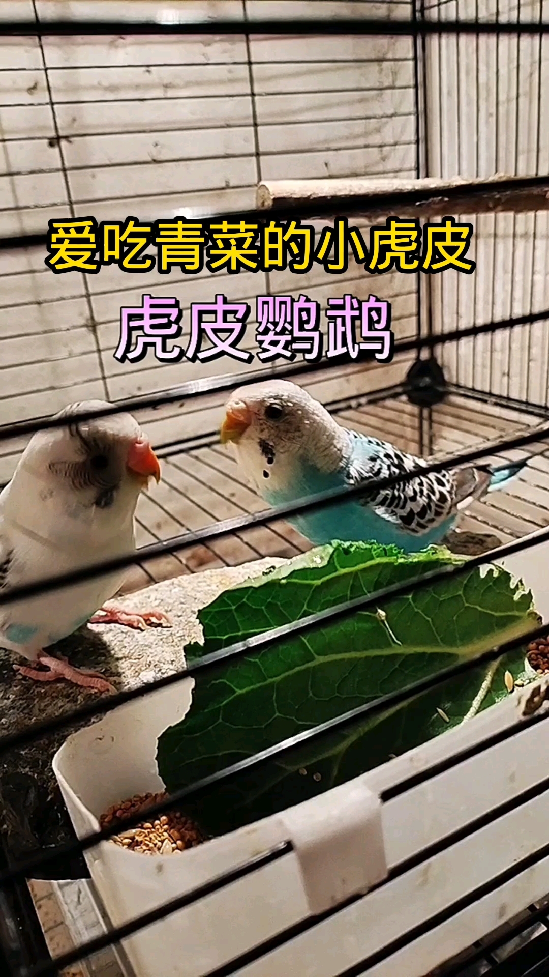 #记录可爱的动物 #萌宠 #虎皮鹦鹉 爱吃青菜的小虎皮