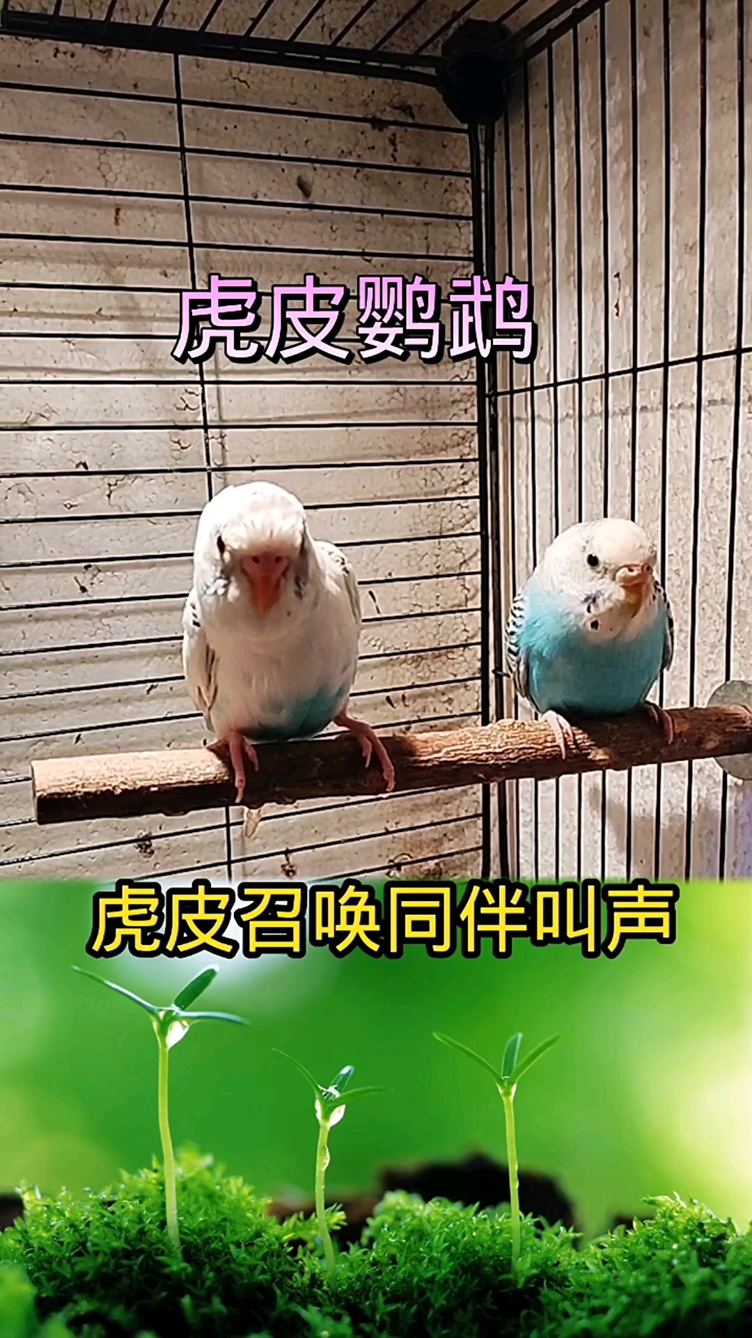 #手养鹦鹉 #虎皮鹦鹉 虎皮召唤同伴的时候就是这个音调