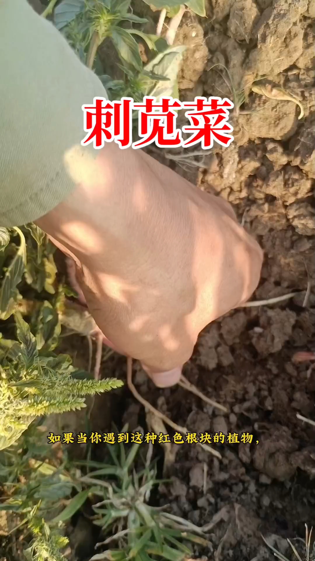 你见过刺苋菜吗?带刺的茎,红色的根,农村人在河边才挖采它