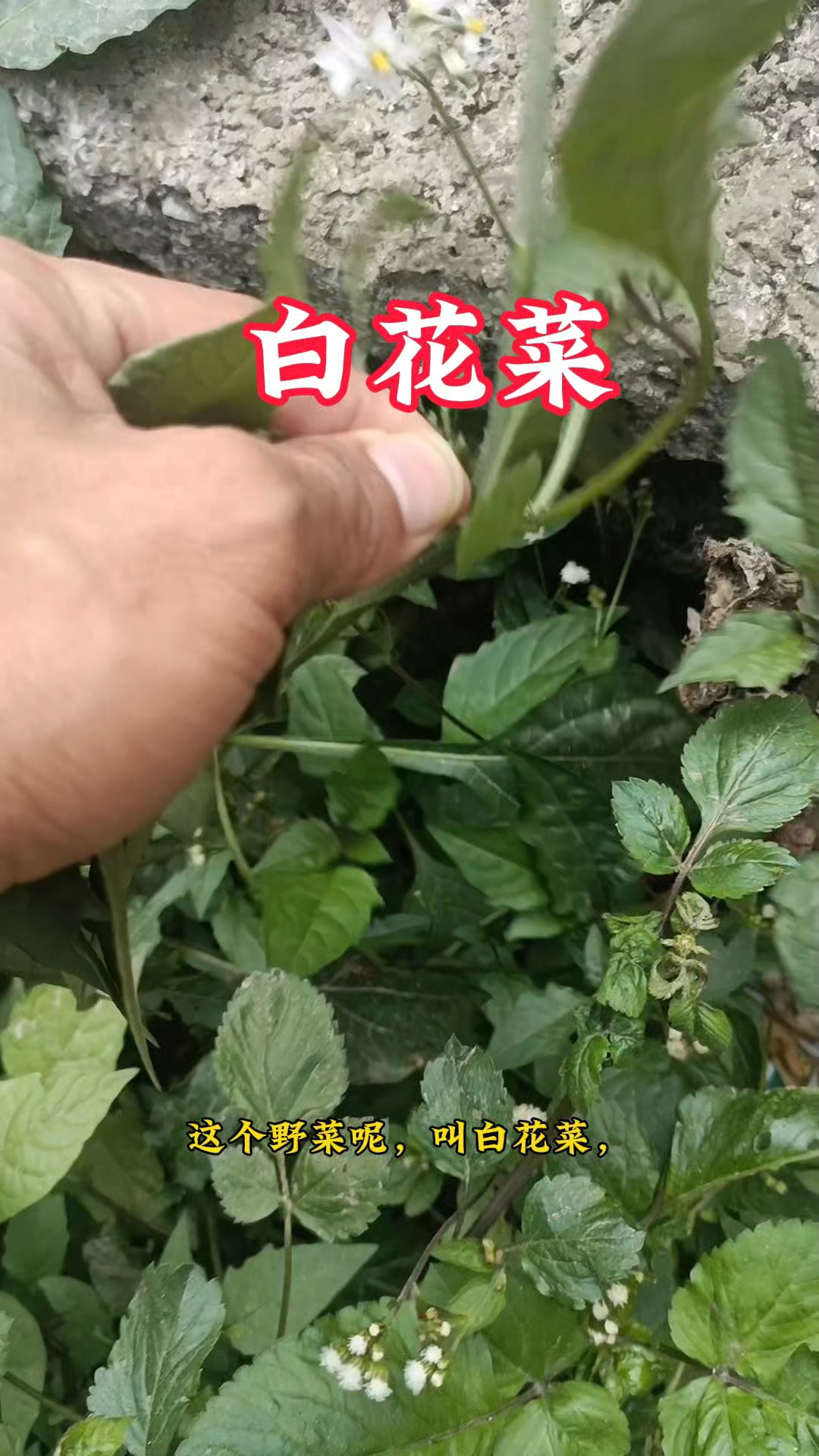 你们家乡还有白花菜吗?它的价值超出你的想象哦一定要珍惜它