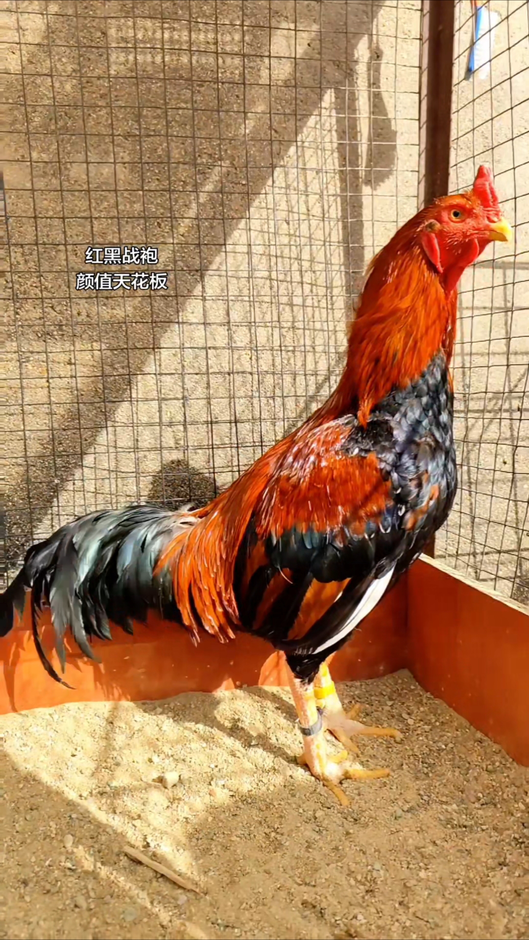 说它是中原斗鸡，没人反对吧