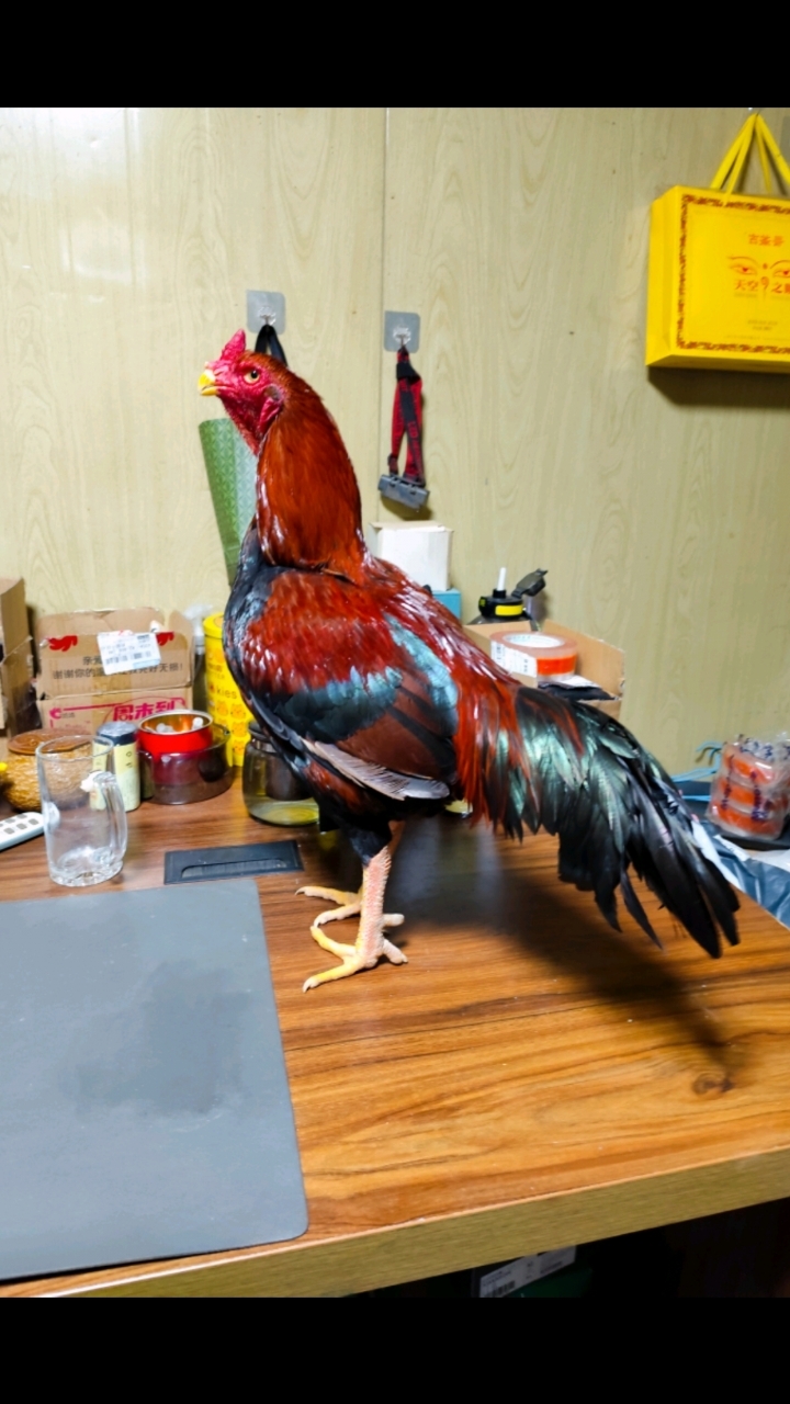 中原斗鸡  自带猛将气场