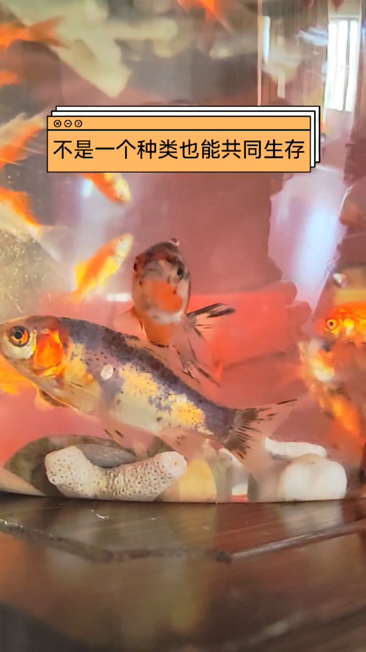 买了N茬的金鱼左右养不好#养鱼#金鱼