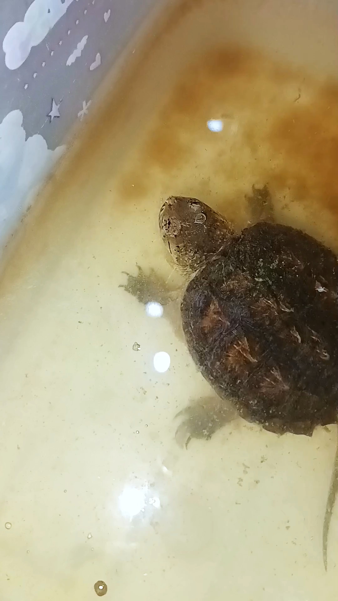 每天坚持喂龟，三百多天了，长大了嘎嘎！